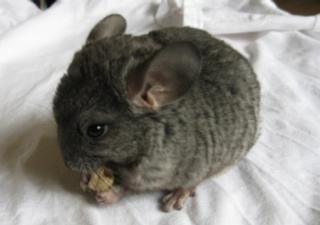 5 Chinchilla Babys in Nürnberg Anzeige vom 02. 05. 07