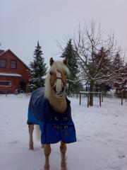 Suche für meinen Haflinger beistellpony wallach
