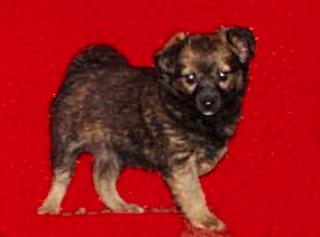 Chihuahua Mix Hündin 9 wo