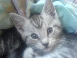 1 Maine Coon Mix Kitten abzugeben FP 200 Euro
