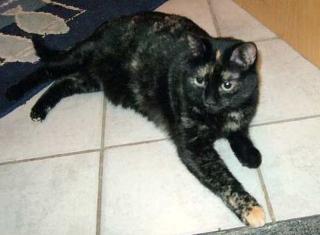 Liebe Schildpattkatze Lara - ausgeliebt.