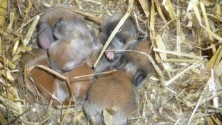 Stups und Braunfell haben Nachwuchs bekommen.