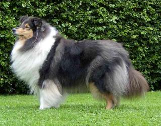 Wir erwarten Collie-Welpen