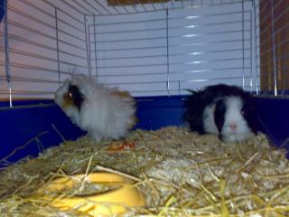 Gebe meine Meerschweinchen in liebevolle Hände ab