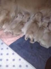 Golden Retriverbabys zu Verkaufen
