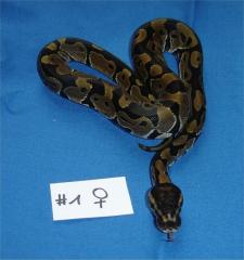 Königypython wildfarben NZ 2021