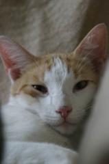 Kater weiß mit roten Flecken VERMISST