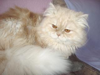 Perser Deckkater