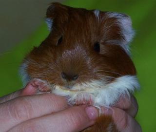 Süßer, zahmer Meerschweinchenbub