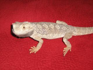 Bartagame, Männlich, 2 1/2 Jahre, ca. 45 cm