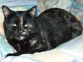 Liebe Schildpattkatze Lea - ausgeliebt.