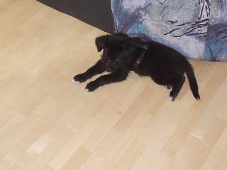 9 wochen alter mix laprator husky