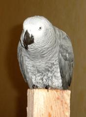 Suche Graupapagei - Henne