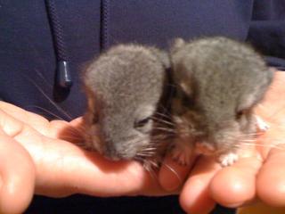 2sweetChinchis