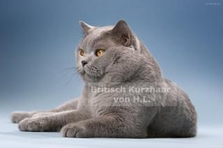 Deckkater Britisch Kurzhaar EUROPA CHAMPION