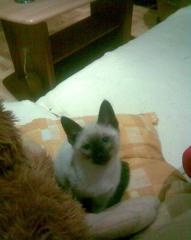 Süße Siam-Thai Kitten