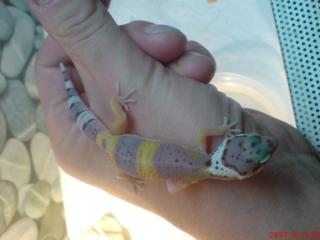 Leopardgecko Farbnachzuchten