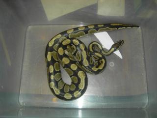 Python regius 2. 2 adult
