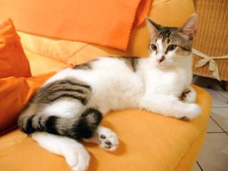 Junger schmusiger Kater sucht gutes Zuhause