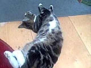 Wer hat Millow gesehen