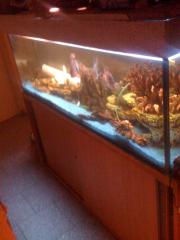 450L Aquarium mit unterschrank, Abdeckung, Pumpe, Fische usw