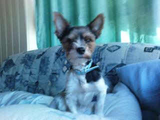 Biewer Yorkshire-Terrier DRINGEND
