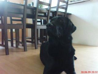 Labrador Flatcoatet Retriever Rüde