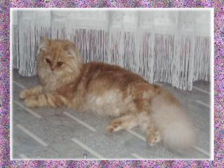 Perser Deckkater
