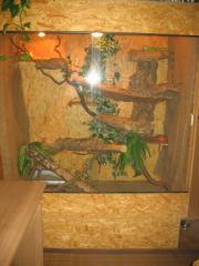 2 grüne Leguane Terrarium