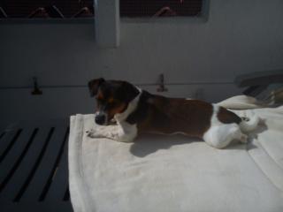 Jack Russel Terrier