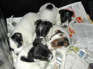 Jack-Russel Welpe