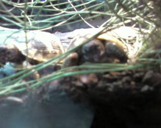 Suche Griechische Landschildkröten THH Weibche
