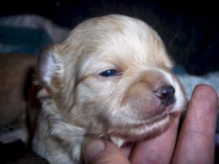Chihuahuawelpen