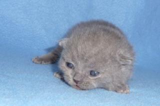 Zwei Britisch Kurzhaar Kitten suchen noch ein neues Zuhause