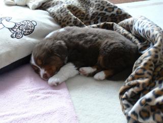 MINI Australian Shepherd Welpen