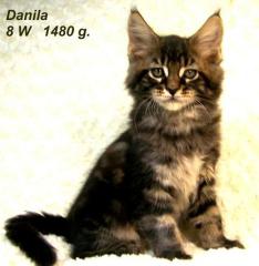 Wir haben Maine Coon Kitten