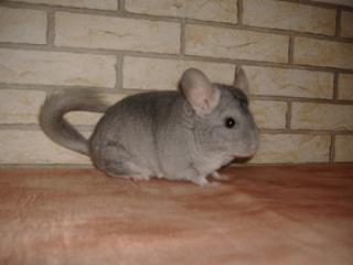 2 liebe Chinchillaweibchen suchen ein Zuhause