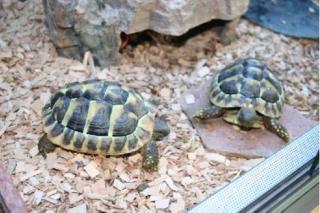 3 Griechische Landschildkröten T. H. Boettgeri