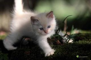 Ragdollkitten
