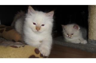 RAGDOLL-HEILIGE BIRMA-KATERCHEN suchen neue Dosenöffner