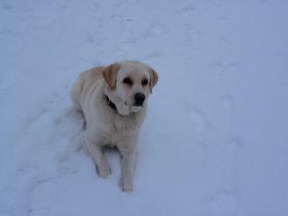 Suche Labradorhündin zum Decken lassen
