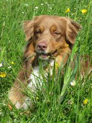 Australian Shepherd Deckrüde