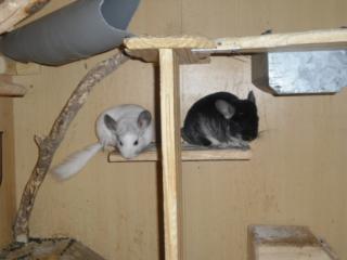 Chinchilla pärchen zu verkaufen