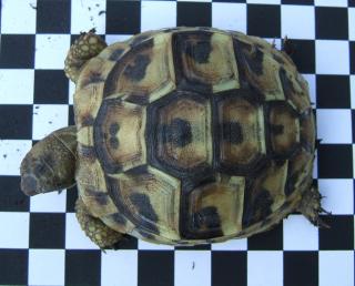 Landschildkrötenbabys