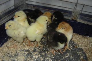 Marans Küken zu verkaufen