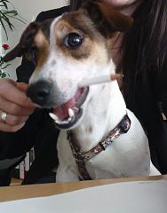 Jack Russell Deckrüde