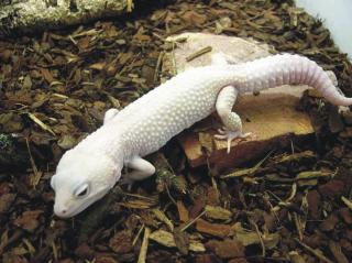 1, 0 Blizzard Leopardgecko zu verkaufen. Zuchttier