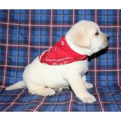Nizza Labrador Retriever Welpen zum Verkauf