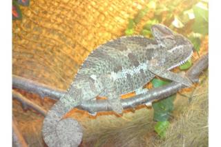 Weibliches Jemenchamleon mit terrarium abzugeben