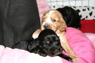 COCKER SPANIEL WELPEN